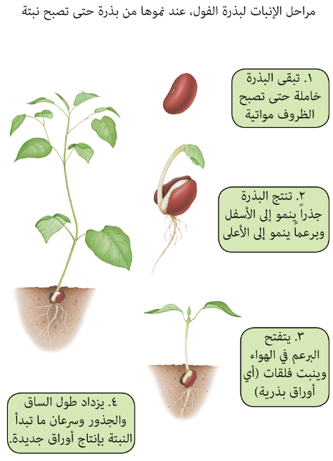 لتصبح البذرة رتب لتوضح صغيرة تنمو نبتة الجمل كيف اسهل طريقة