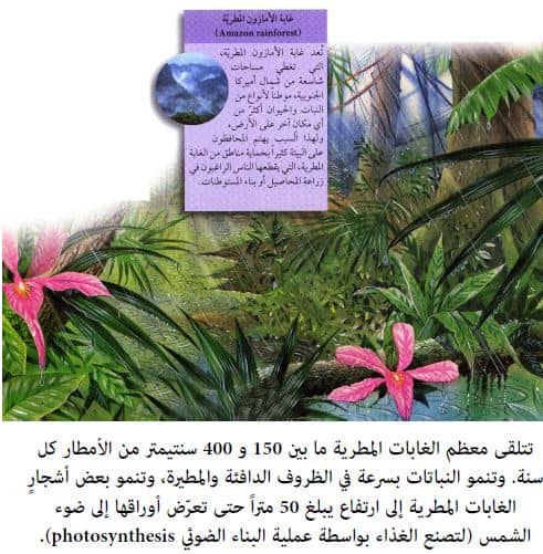 النبات الهوائي epiphyte عند نموه على قمم أشجار الغابات يوفر بيئة مناسبة لعيش الحشرات والحيوانات الصغيرة.