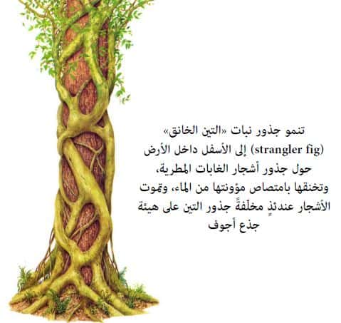 من احد خصائص الغابه المطيره