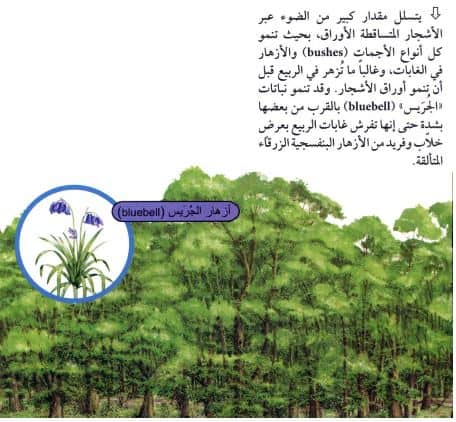 الاوراق تمتاز عريضة بوجود لها نباتات غزيره غابات وامطار خلايا تمتاز