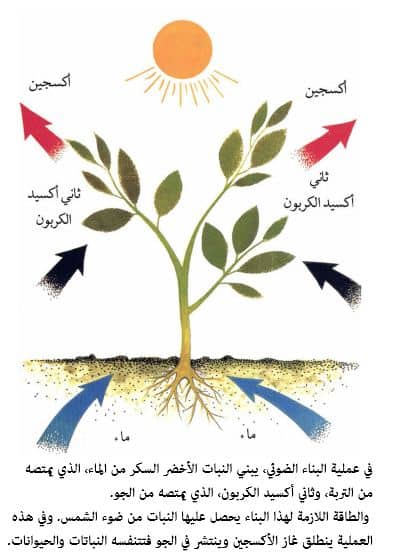 المادتان البناء ما الضوئي الناتجتان عن عملية ما المادتان