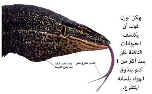 الورل حيوان حيوان الورل