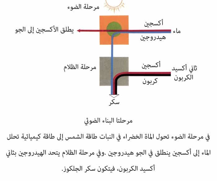 ما المادتان الناتجتان عن عملية البناء الضوئي