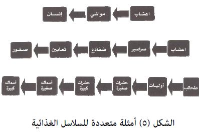 جميع السلاسل الغذائيه تبدا