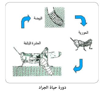 بعض أنواع الحشرات مثل الجرادة و اليعسوب دورة حياتها تمر بثلاث مراحل وتسمى العملية ب
