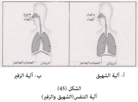 عملية التنفس تعريفها والعوامل المؤثرة بها