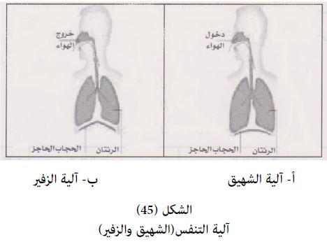 ؟ التنفس شهيق عملية وزفير تتكون من طريقة الشهيق