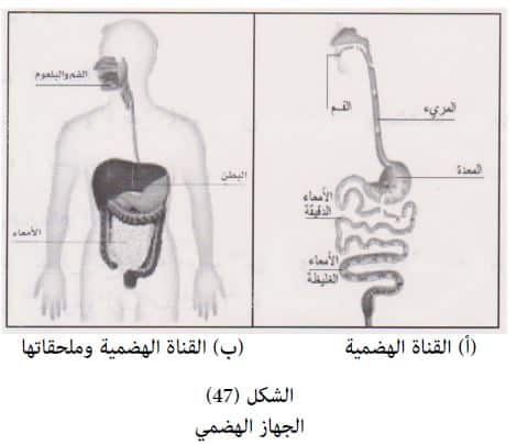 مكونات الجهاز الهضمي -