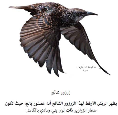 طائرا الزرزور الشائع والزرزور الفاتن