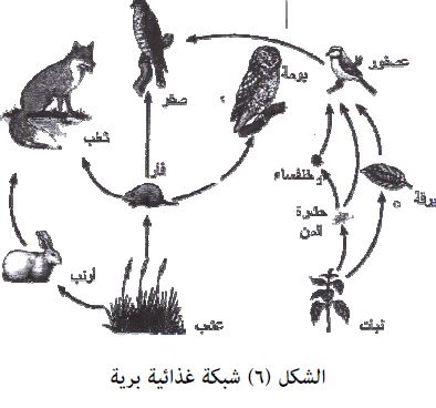 جميع السلاسل الغذائيه تبدا