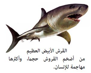 سمك القرش مثال على الاسماك