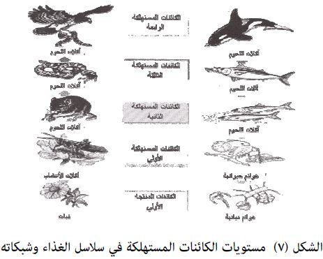 الذي ينتقل في السلاسل الغذائية هو الطاقة