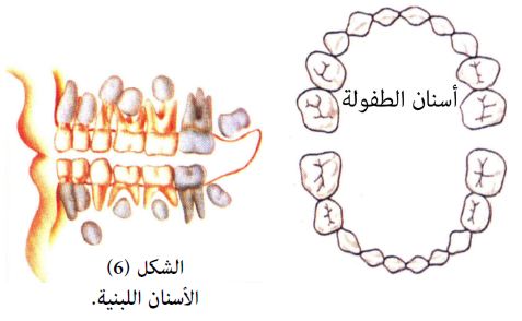 نبذة تعريفية عامة حول الأسنان اللبنية والدائمة