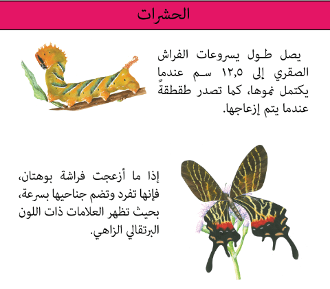 الفراشة من اللافقاريات