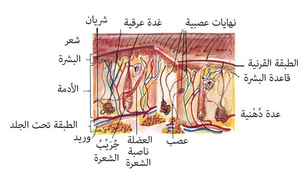 نبذة تعريفية عن مكونات وأهمية طبقة الج لد لدى الإنسان والحيوان