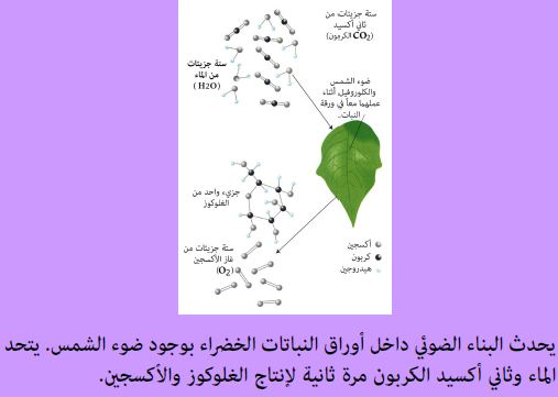 أي أجزاء الورقة يحدث فيها معظم مراحل عملية البناء الضوئي ؟