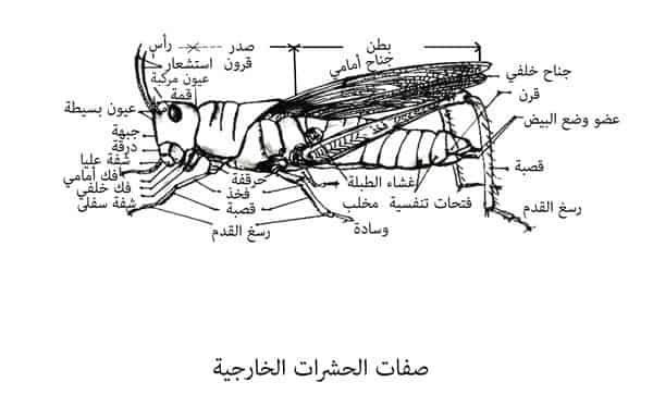 للحشرات 3أزواج من الأرجل وزوج واحد من قرون الإستشعار