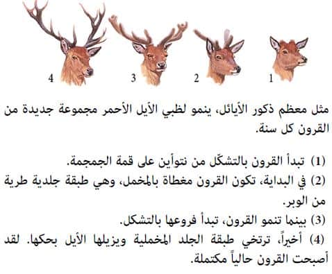 الايائل تعيش في