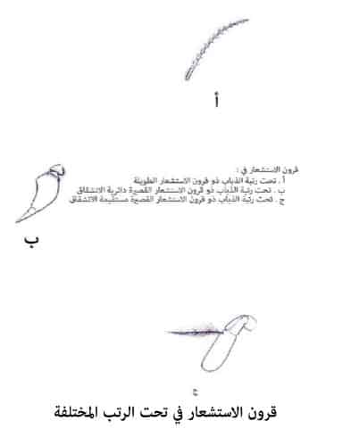 من... هي قرون الاستشعار جزء قرون الاستشعار