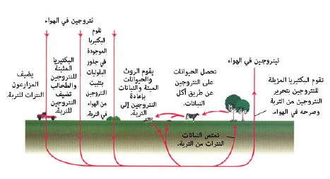 تحول البكتيريا المثبته