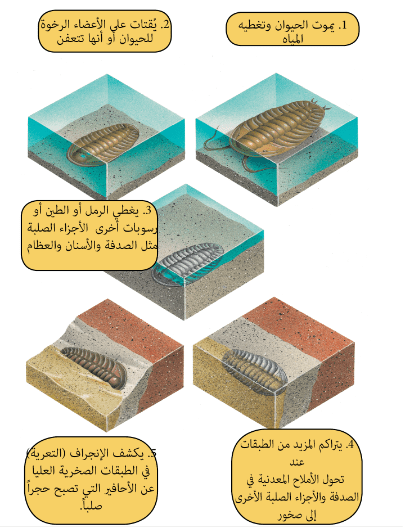 الطبعات نوع من الاحافير صح او خطا