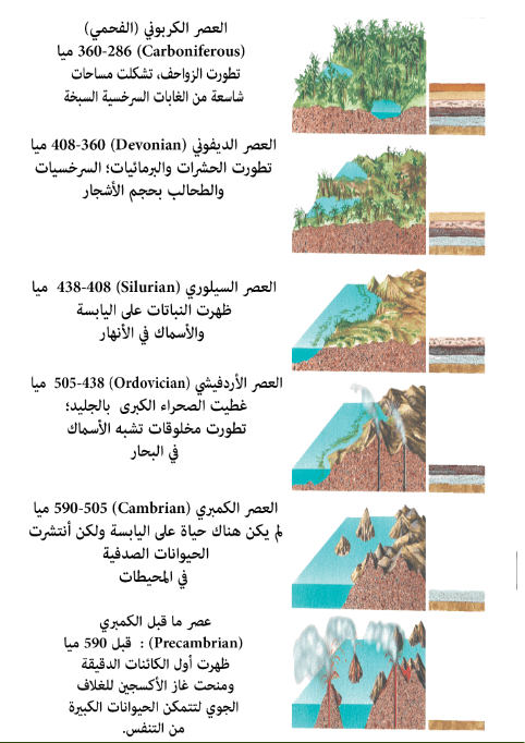 هناك احافير لنباتات