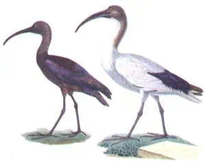 http://oloommagazine.com/images/Articles/11/SCI95b11N2_H04_004732.jpg