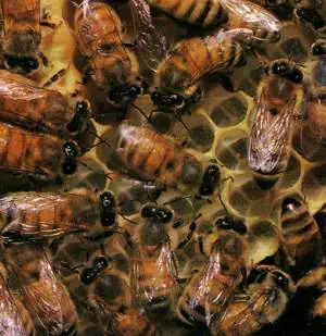 http://oloommagazine.com/images/Articles/11/SCI95b11N2_H03_004720.jpg