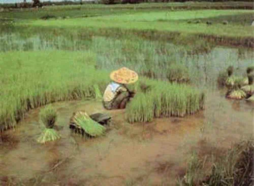 http://oloommagazine.com/images/Articles/11/SCI95b11N1_H01_004581.jpg