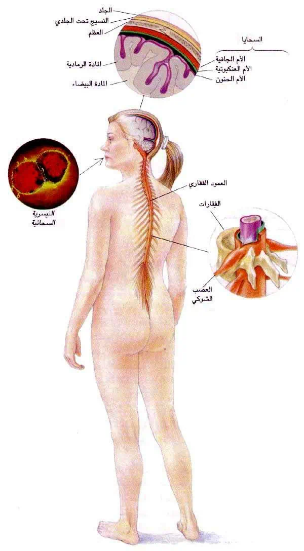 http://oloommagazine.com/images/Articles/11/SCI95b11N3_H02_004813.jpg