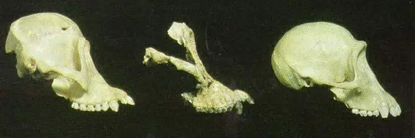 http://oloommagazine.com/images/Articles/11/SCI95b11N2_H02_004711.jpg