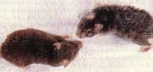 http://oloommagazine.com/images/Articles/12/SCI96b12N4_H03_005884.jpg