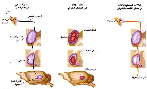 http://oloommagazine.com/images/Articles/12/SCI96b12N1_H01_005580.jpg