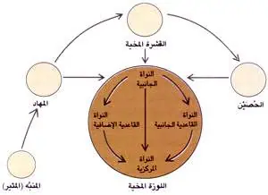 http://oloommagazine.com/images/Articles/12/SCI96b12N1_H01_005581.jpg