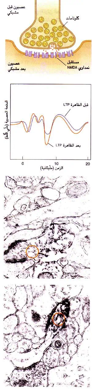 http://oloommagazine.com/images/Articles/12/SCI96b12N1_H01_005582.jpg