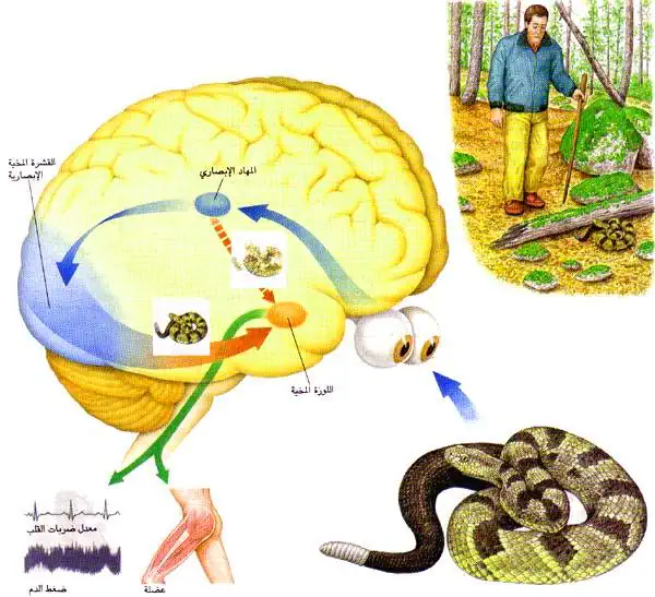 http://oloommagazine.com/images/Articles/12/SCI96b12N1_H01_005583.jpg