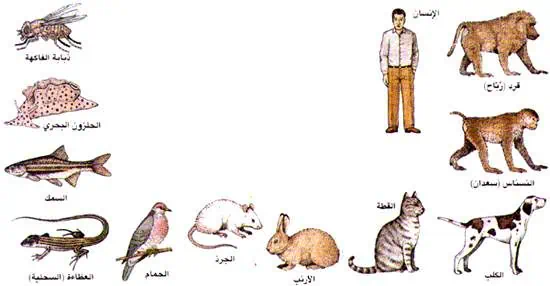 http://oloommagazine.com/images/Articles/12/SCI96b12N1_H01_005584.jpg