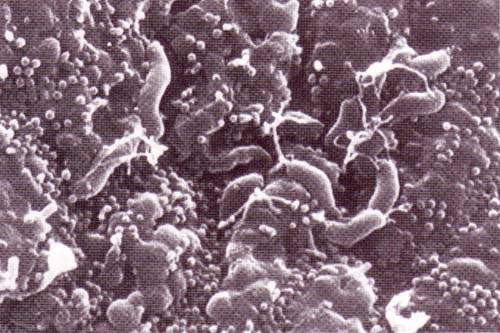 http://oloommagazine.com/images/Articles/12/SCI96b12N9_H04_006254.jpg