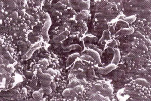 http://oloommagazine.com/images/Articles/12/SCI96b12N9_H04_006254.jpg