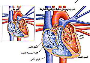 http://oloommagazine.com/images/Articles/12/SCI96b12N3_H01_005784.jpg