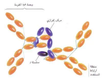 http://oloommagazine.com/images/Articles/12/SCI96b12N5-6_H02_005961.jpg