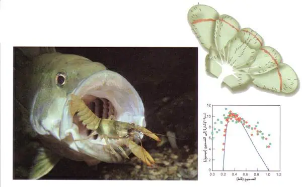 http://oloommagazine.com/images/Articles/12/SCI96b12N4_H04_005894.jpg