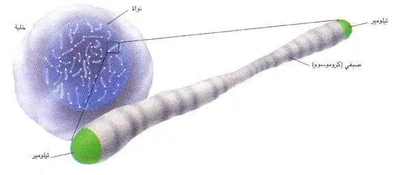 http://oloommagazine.com/images/Articles/12/SCI96b12N5-6_H05_005978.jpg