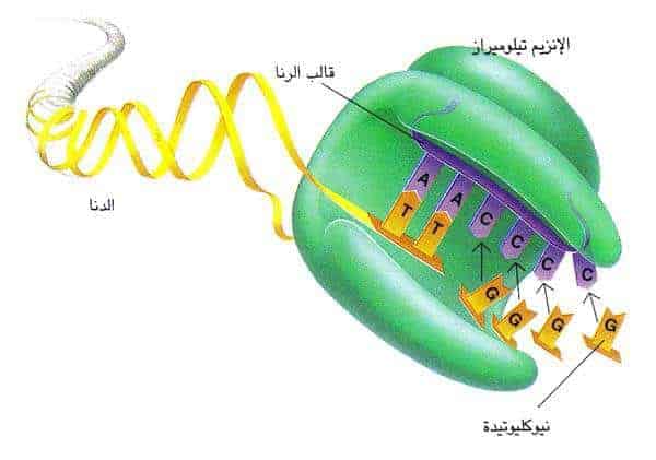 http://oloommagazine.com/images/Articles/12/SCI96b12N5-6_H05_005979.jpg