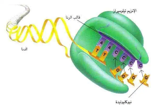http://oloommagazine.com/images/Articles/12/SCI96b12N5-6_H05_005979.jpg