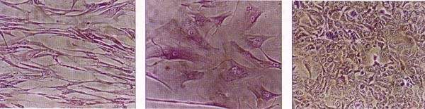 http://oloommagazine.com/images/Articles/12/SCI96b12N5-6_H05_005983.jpg