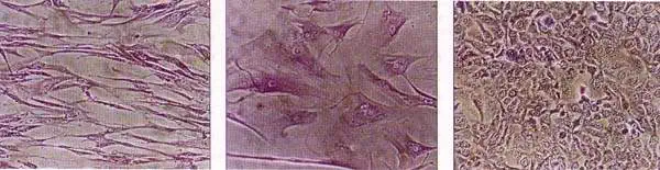 http://oloommagazine.com/images/Articles/12/SCI96b12N5-6_H05_005983.jpg