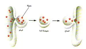 http://oloommagazine.com/images/Articles/12/SCI96b12N11-12_H04_005478.jpg