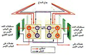 http://oloommagazine.com/images/Articles/12/SCI96b12N11-12_H03_005476.jpg