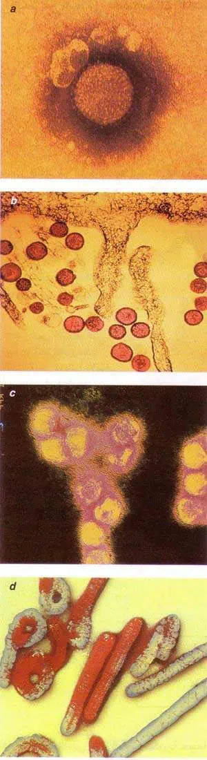 http://oloommagazine.com/images/Articles/12/SCI96b12N10_H03_005377.jpg